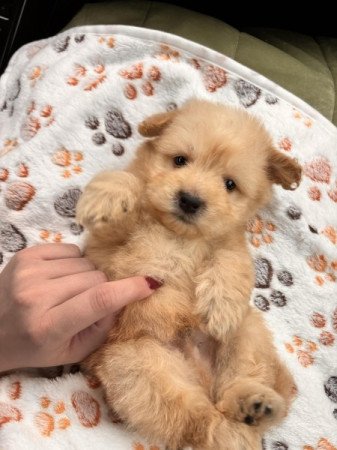 Máltai+uszkár=Maltipoo havanese bichon