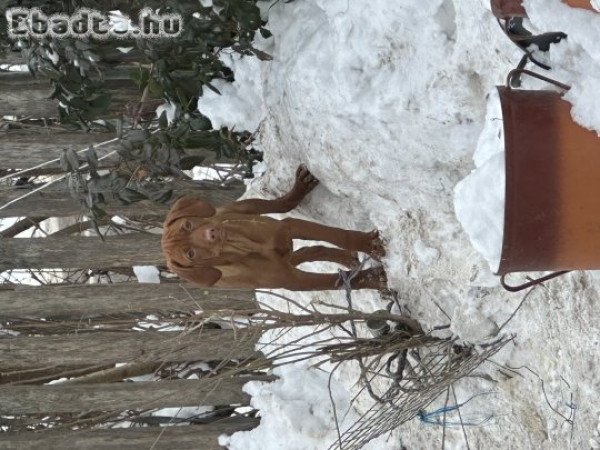 Magyar vizsla kiskutya
