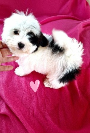 Bichon havanese