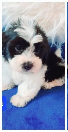 Bichon havanese