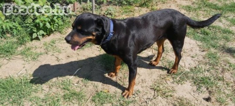 Rottweiler szuka ingyen
