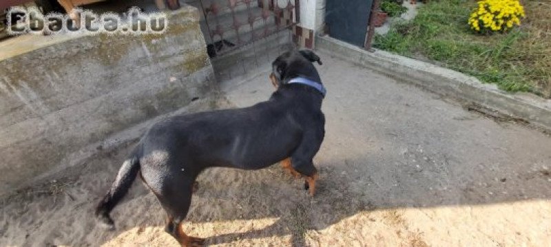 Rottweiler szuka ingyen