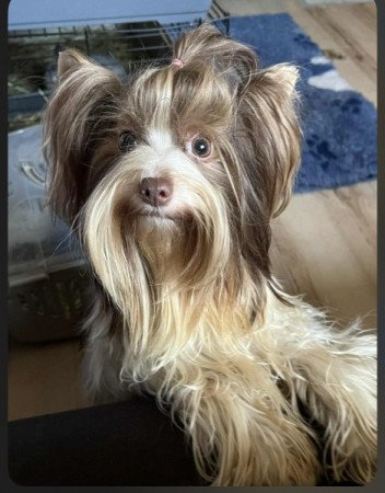 Biro Yorkshire terrier