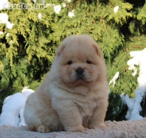 Törzskönyves, minőségi chow chow  kiskutyák eladók