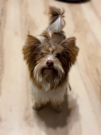 Biro Yorkshire terrier