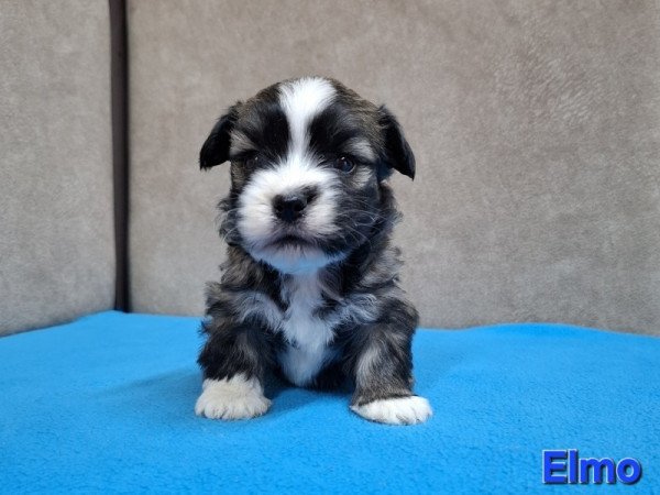 Bichon havanese