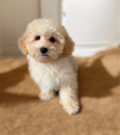 Maltipoo