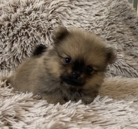 Pomerániai Törpe Spitz