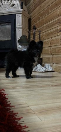 Törpe spicc kislány