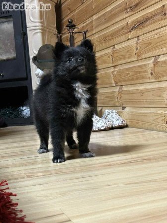 Törpe spicc kislány