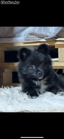 Törpe spicc kislány