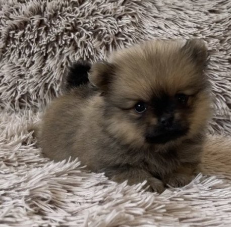 Pomerániai Törpe Spitz