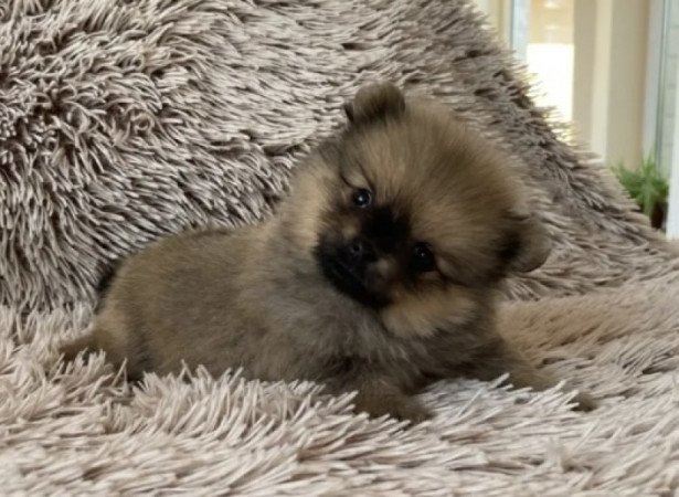 Pomerániai Törpe Spitz