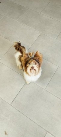 Biro Yorkshire terrier