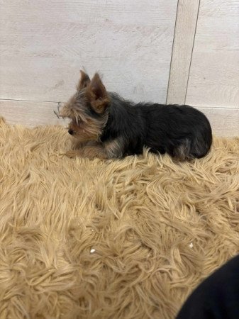 Yorkshire terrier