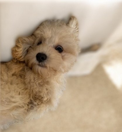 Maltipoo