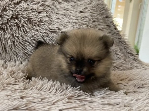 Pomerániai Törpe Spitz