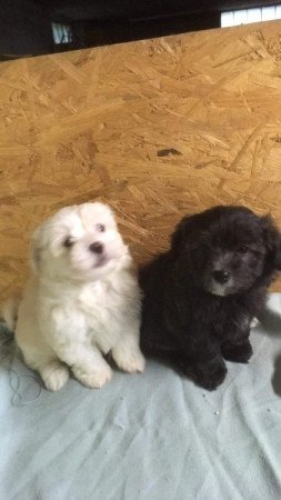 Bichon havanese