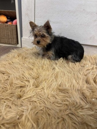 Yorkshire terrier