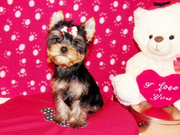 Yorkshire Terrier, Yorki
