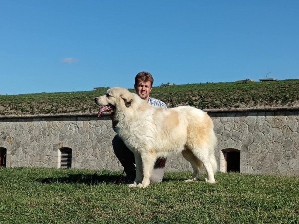 Pireneusi hegyikutya