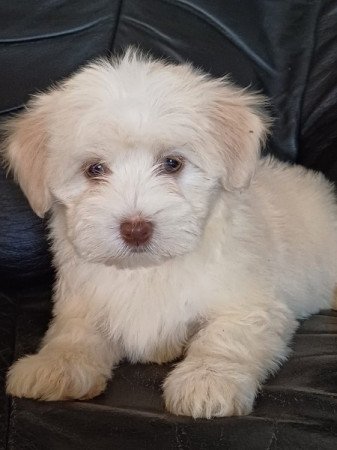 bichon havanese