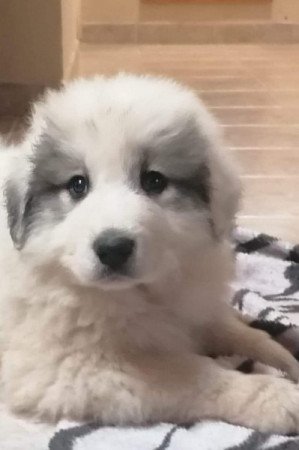 Pireneusi hegyikutya