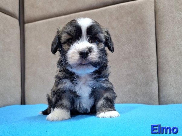 Bichon havanese