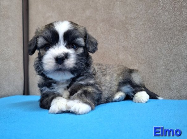 Bichon havanese