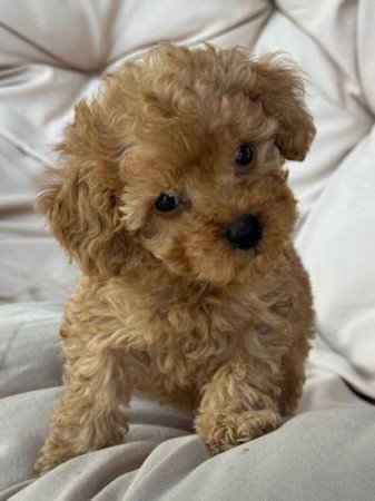 Maltipoo