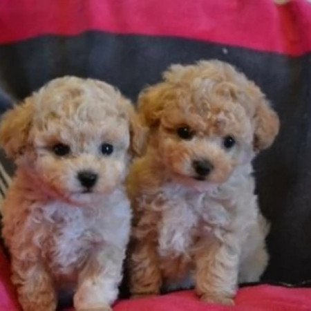 Maltipoo