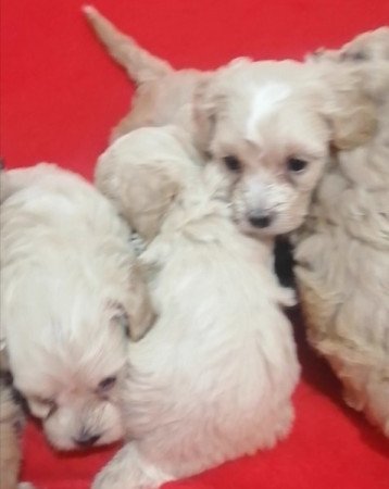 Maltipoo (máltai x uszkár)