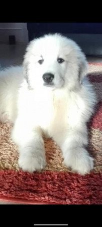 Pireneusi hegyikutya