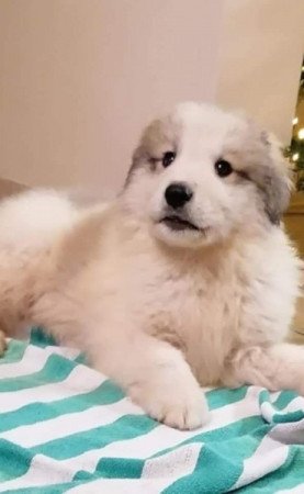 Pireneusi hegyikutya