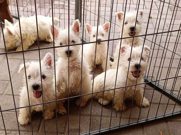 West highland white terrier