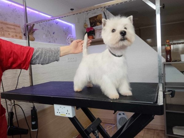 West highland white terrier