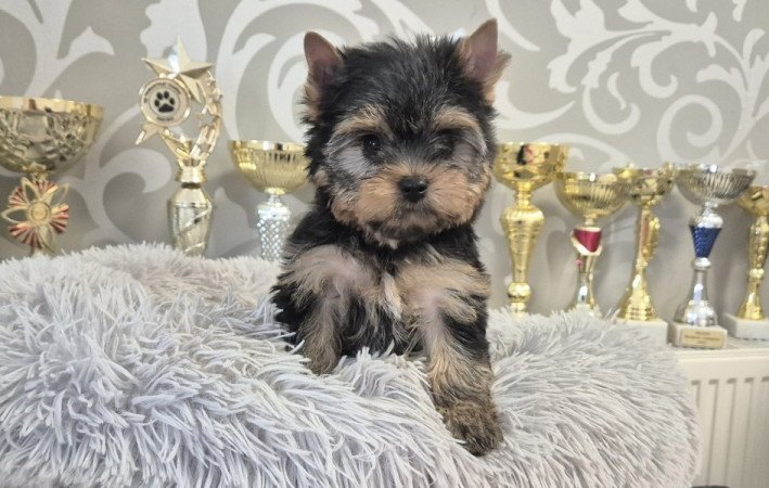 Yorkshire terrier