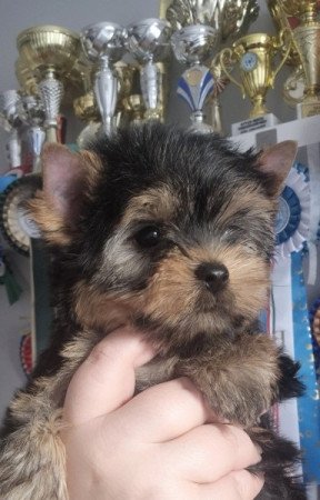 Yorkshire terrier