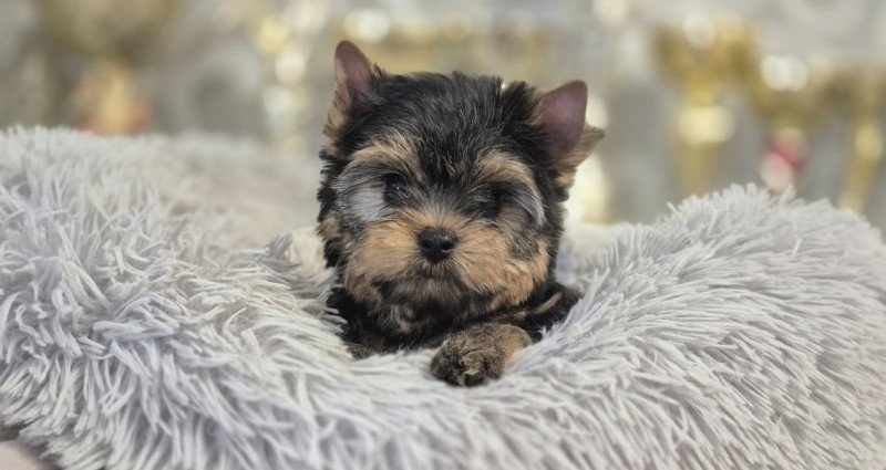 Yorkshire terrier