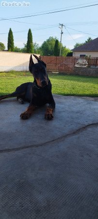 Dobermann