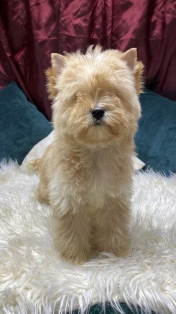 Golddust Yorkshire Terrier kiskutya eladó
