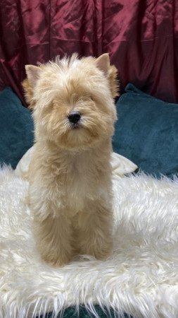 Golddust Yorkshire Terrier