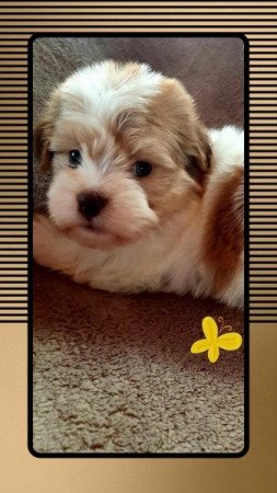 Bichon havanese