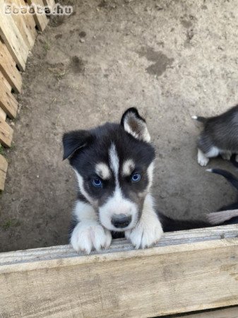 Husky kölyök kutyák