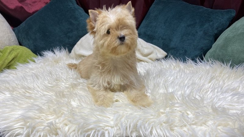 Golddust Yorkshire Terrier