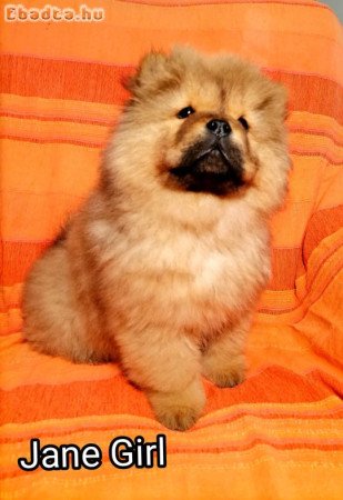 gyönyörü csau babák Budapesten