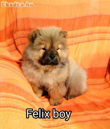 gyönyörü csau babák Budapesten