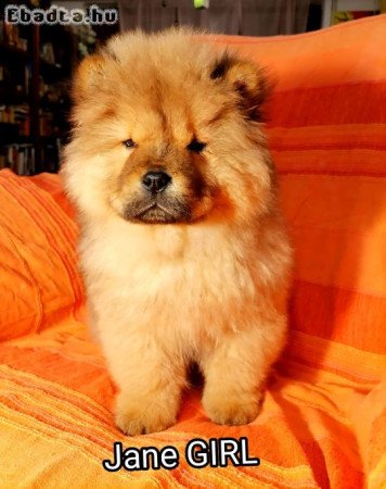 gyönyörü csau babák Budapesten