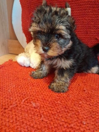 Yorkshire terrier