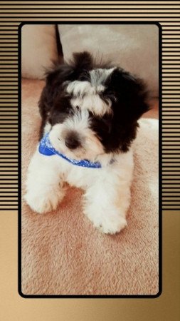 Bichon havanese